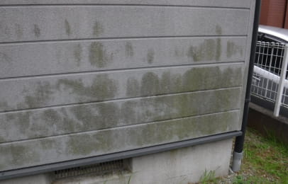 カビ・コケが目立つ