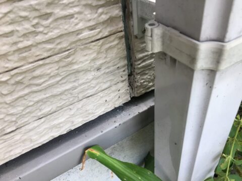 家の中でアリを見かけたことありませんか？外壁目地のシーリングの中から大量のアリが・・・