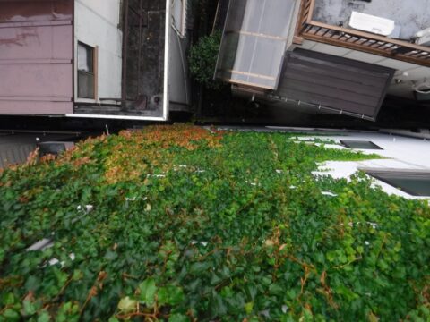 東京都台東区　タイル外壁に蔦が大量に・・・。どうすればきれいになるのか？