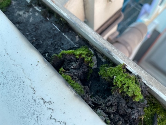 ベランダルーフの樋に苔がギッシリ！！ポリカ波板交換のついでに清掃をさせて頂きました。