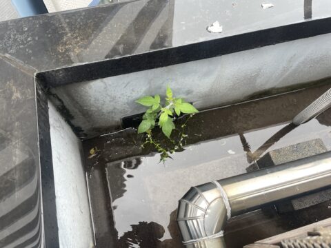 防水排水ドレンから草が生えてる？セイルズの屋上の無料点検サービス