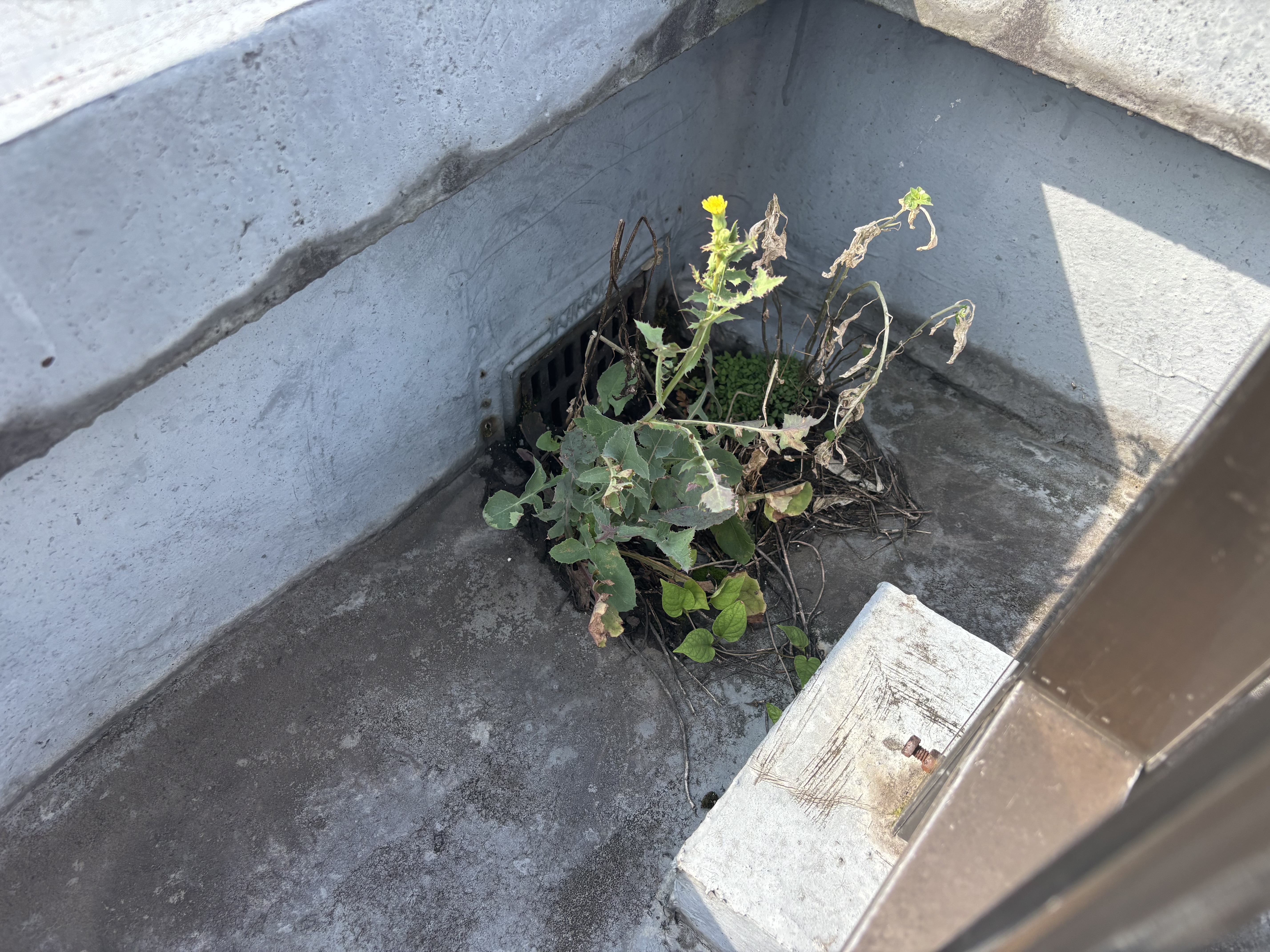 【雨漏りの原因】ベランダや屋上に草が生えていたら要注意!防水層が危ない理由と対策