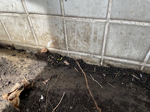 放置している植木に注意！！建物や地面に根がはってしまっているかも！？